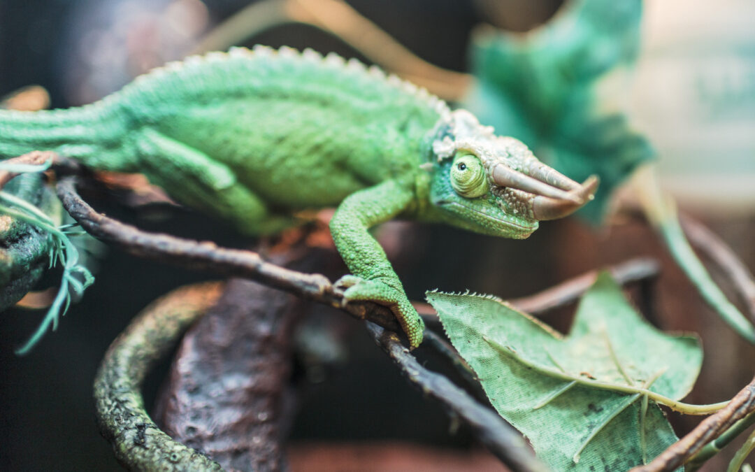 top lizards to keep as pets